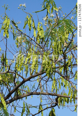 ネムノキの若い実 ネムノキの若い実 117478266