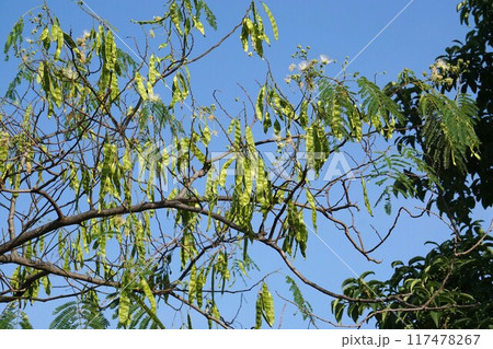 ネムノキの若い実 ネムノキの若い実 117478267