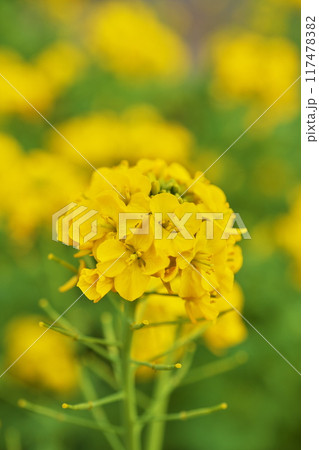 春色の黄色い花 春色の黄色い花 117478382