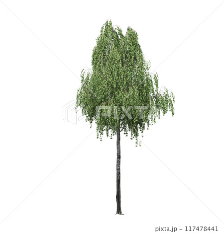 deciduous tree, isolate on a transparent background, 3d illustration deciduous tree, isolate on a transparent background, 3d illustration 117478441