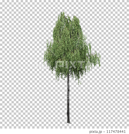 deciduous tree, isolate on a transparent background, 3d illustration deciduous tree, isolate on a transparent background, 3d illustration 117478441