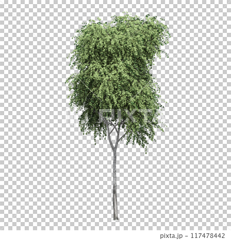 deciduous tree, isolate on a transparent background, 3d illustration 117478442