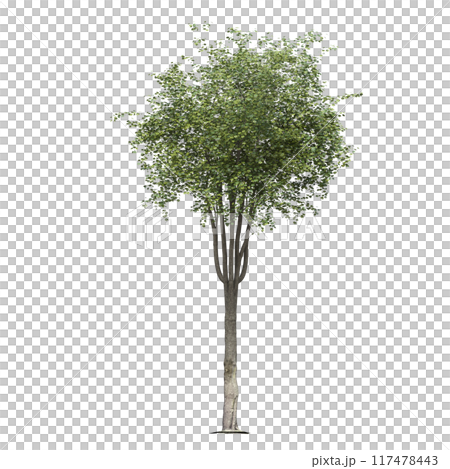 deciduous tree, isolate on a transparent background, 3d illustration deciduous tree, isolate on a transparent background, 3d illustration 117478443
