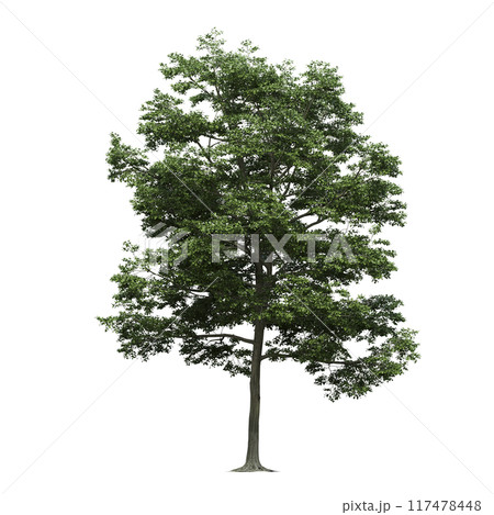 deciduous tree, isolate on a transparent background, 3d illustration 117478448