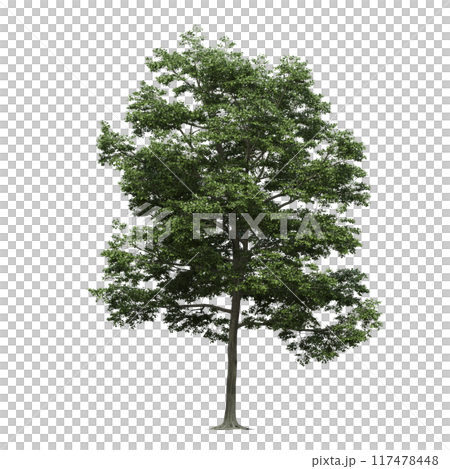 deciduous tree, isolate on a transparent background, 3d illustration 117478448