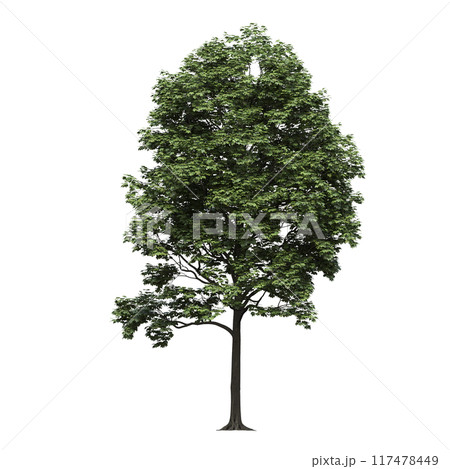 deciduous tree, isolate on a transparent background, 3d illustration 117478449