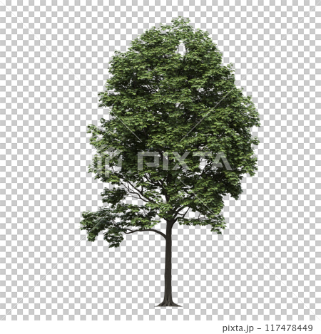 deciduous tree, isolate on a transparent background, 3d illustration 117478449