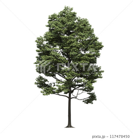 deciduous tree, isolate on a transparent background, 3d illustration 117478450