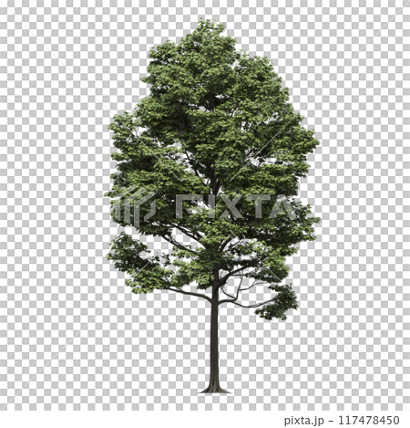 deciduous tree, isolate on a transparent background, 3d illustration 117478450