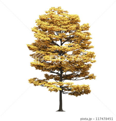 deciduous tree, isolate on a transparent background, 3d illustration 117478451