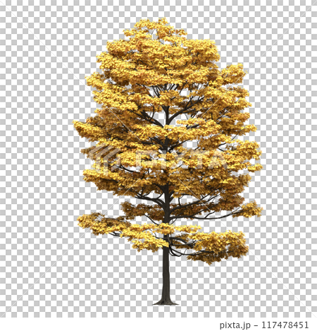 deciduous tree, isolate on a transparent background, 3d illustration 117478451