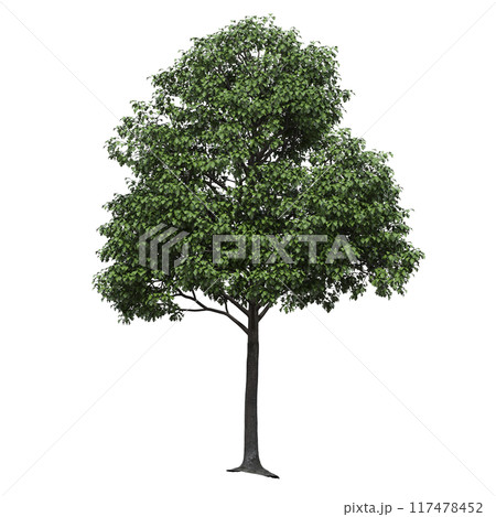 deciduous tree, isolate on a transparent background, 3d illustration 117478452