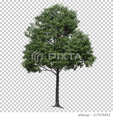 deciduous tree, isolate on a transparent background, 3d illustration 117478452