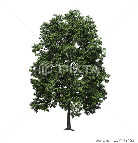 deciduous tree, isolate on a transparent background, 3d illustration 117478453