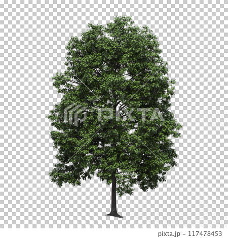 deciduous tree, isolate on a transparent background, 3d illustration 117478453