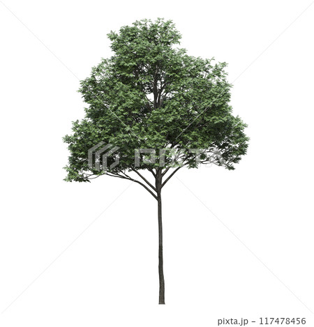 deciduous tree, isolate on a transparent background, 3d illustration 117478456