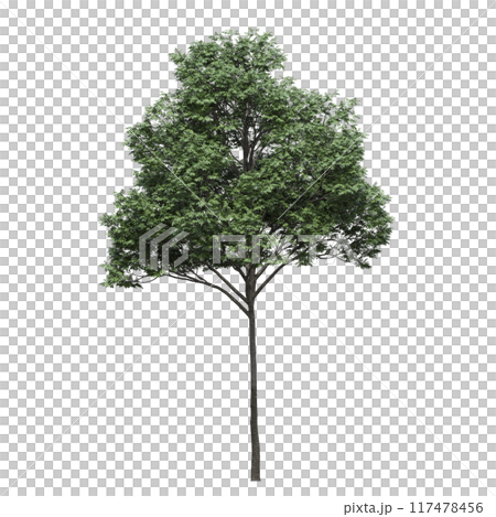 deciduous tree, isolate on a transparent background, 3d illustration 117478456