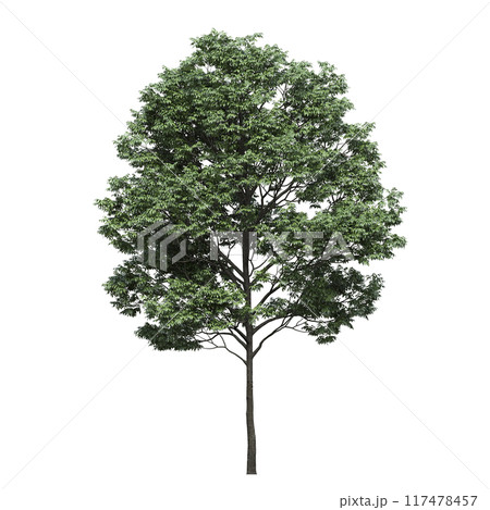 deciduous tree, isolate on a transparent background, 3d illustration 117478457