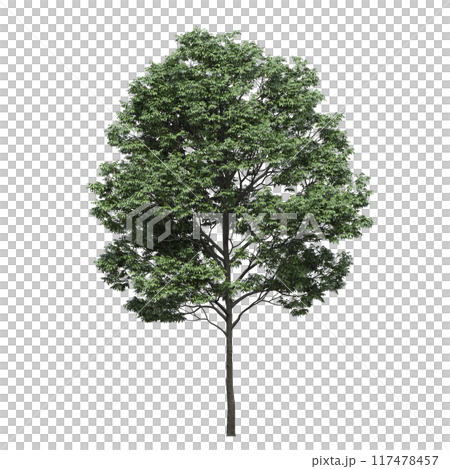 deciduous tree, isolate on a transparent background, 3d illustration 117478457