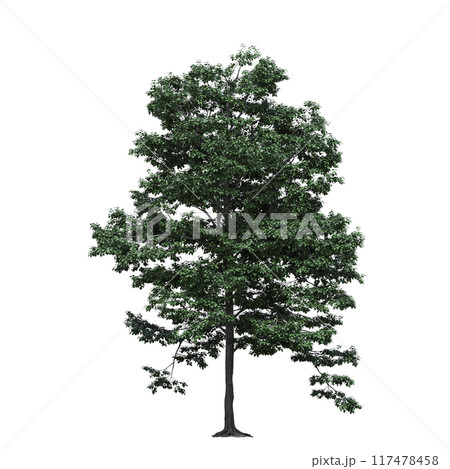 deciduous tree, isolate on a transparent background, 3d illustration 117478458