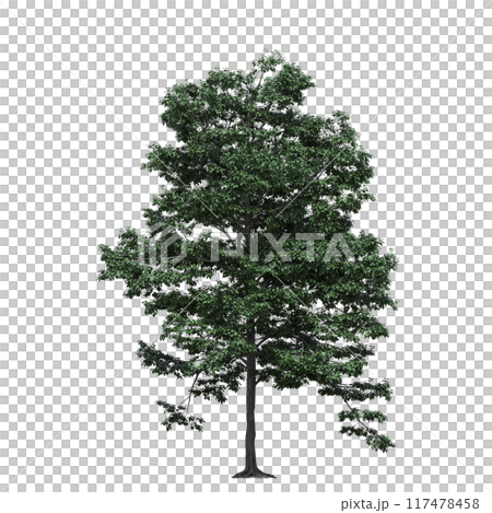 deciduous tree, isolate on a transparent background, 3d illustration 117478458