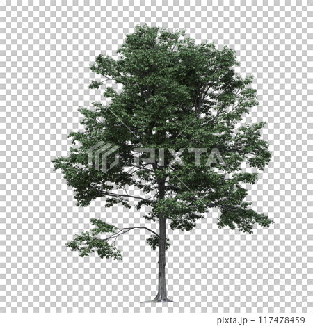 deciduous tree, isolate on a transparent background, 3d illustration 117478459