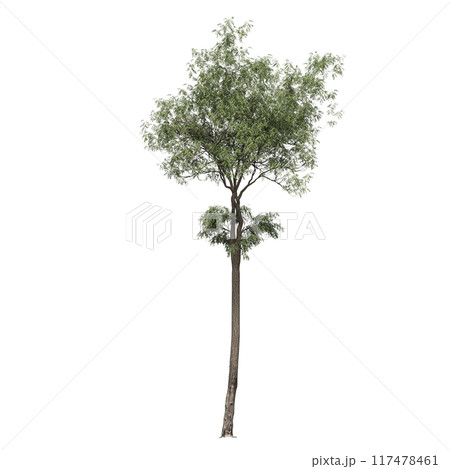 deciduous tree, isolate on a transparent background, 3d illustration 117478461