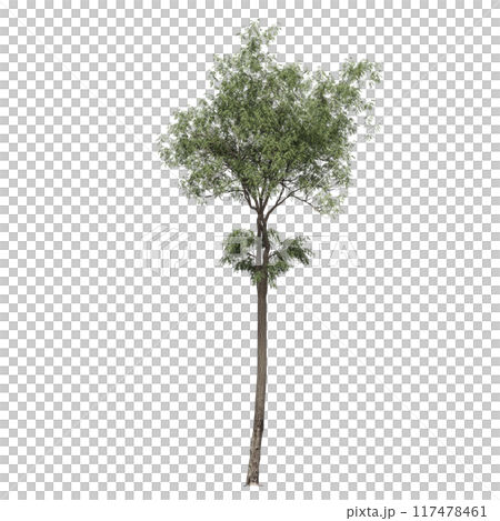 deciduous tree, isolate on a transparent background, 3d illustration 117478461