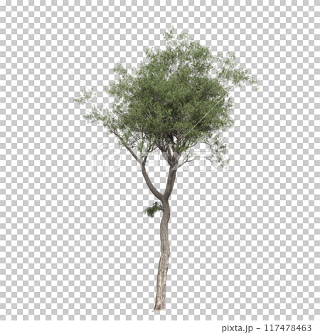 deciduous tree, isolate on a transparent background, 3d illustration deciduous tree, isolate on a transparent background, 3d illustration 117478463