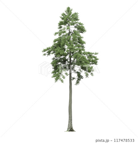 large coniferous tree isolate on a transparent background, 3d illustration 117478533