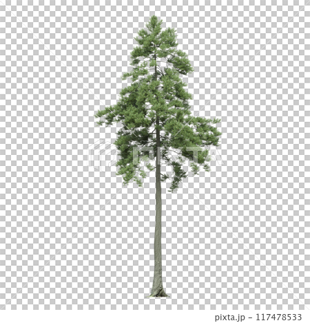 large coniferous tree isolate on a transparent background, 3d illustration 117478533