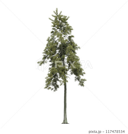 large coniferous tree isolate on a transparent background, 3d illustration 117478534