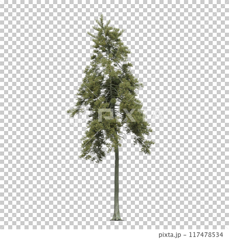 large coniferous tree isolate on a transparent background, 3d illustration 117478534