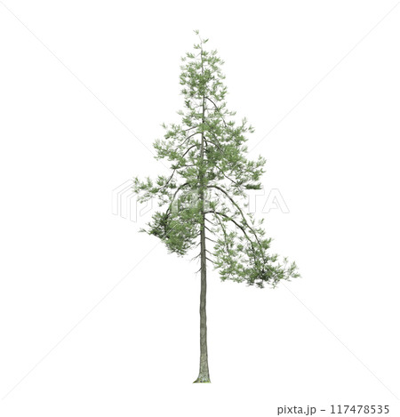 large coniferous tree isolate on a transparent background, 3d illustration 117478535