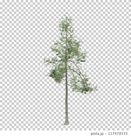large coniferous tree isolate on a transparent background, 3d illustration 117478535