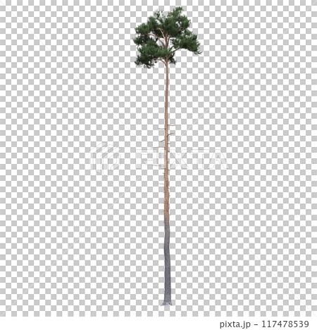 large coniferous tree isolate on a transparent background, 3d illustration large coniferous tree isolate on a transparent background, 3d illustration 117478539