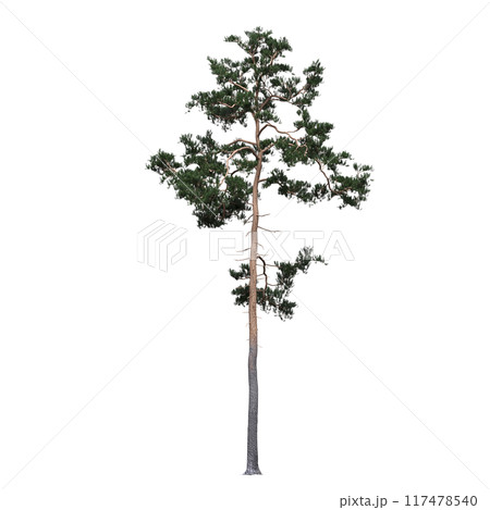 large coniferous tree isolate on a transparent background, 3d illustration large coniferous tree isolate on a transparent background, 3d illustration 117478540