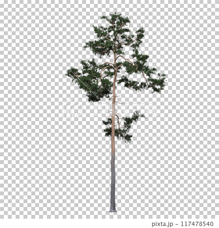 large coniferous tree isolate on a transparent background, 3d illustration large coniferous tree isolate on a transparent background, 3d illustration 117478540