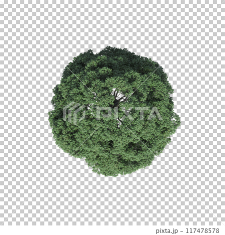 tree top view, isolate on a transparent background, 3d illustration 117478578