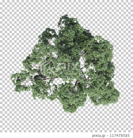 tree top view, isolate on a transparent background, 3d illustration 117478585