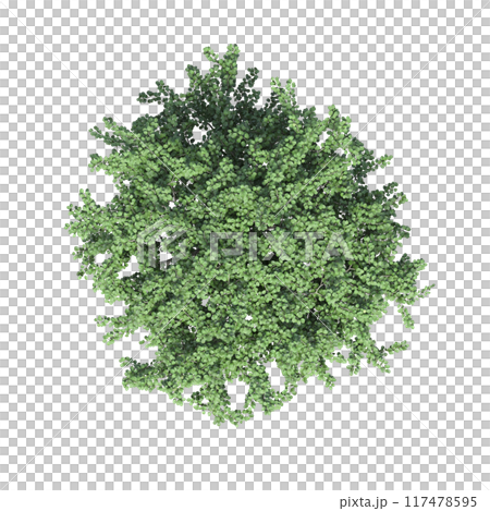 tree top view, isolate on a transparent background, 3d illustration 117478595