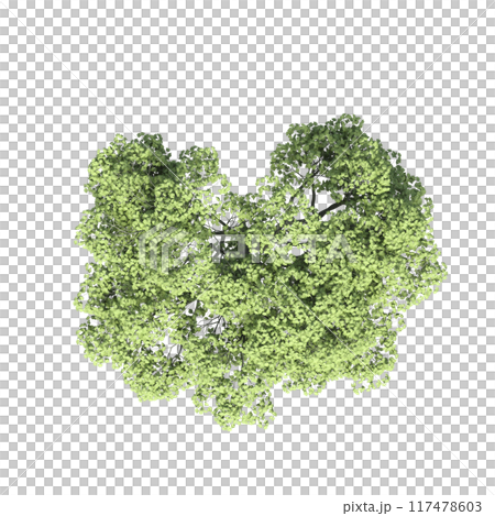 tree top view, isolate on a transparent background, 3d illustration 117478603