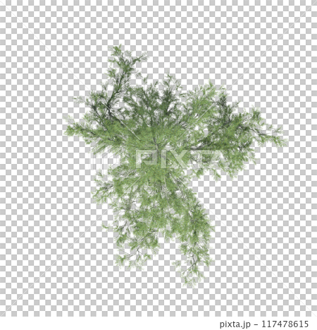 tree top view, isolate on a transparent background, 3d illustration 117478615