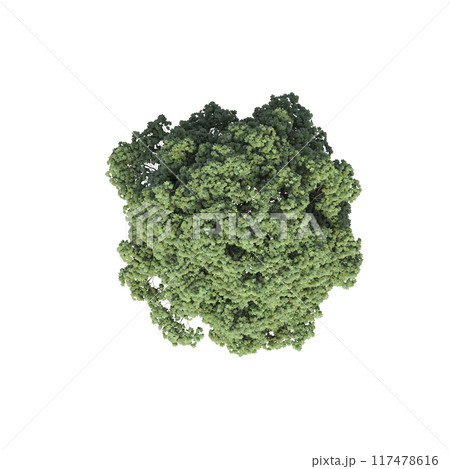 tree top view, isolate on a transparent background, 3d illustration 117478616