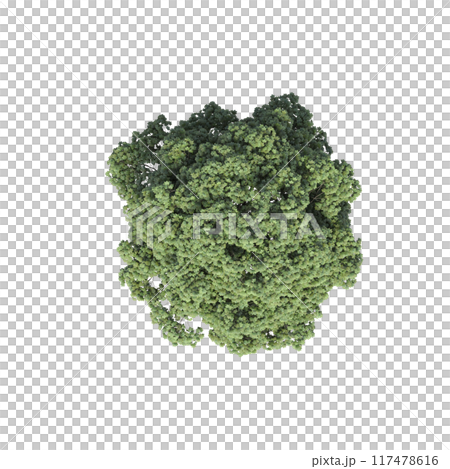 tree top view, isolate on a transparent background, 3d illustration 117478616