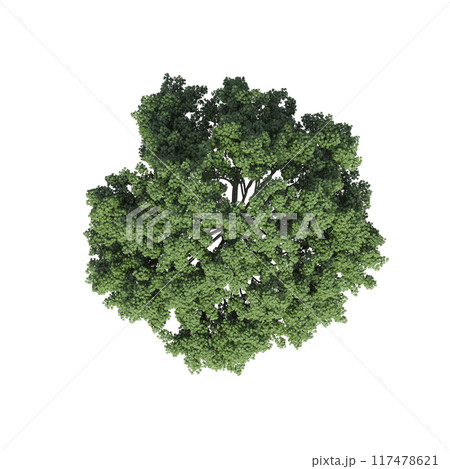 tree top view, isolate on a transparent background, 3d illustration tree top view, isolate on a transparent background, 3d illustration 117478621