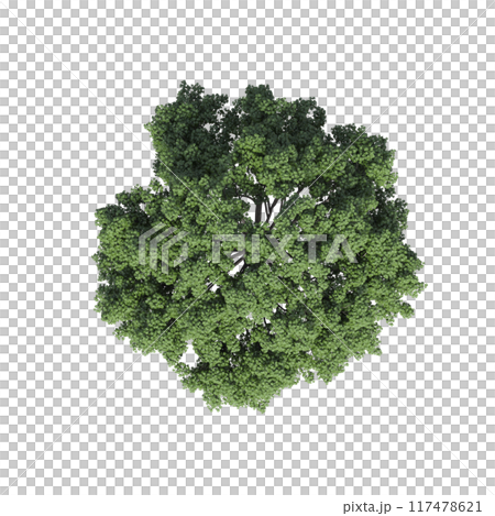 tree top view, isolate on a transparent background, 3d illustration tree top view, isolate on a transparent background, 3d illustration 117478621