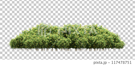 group of trees isolated on a transparent background, big trees in the forest, 3D illustration, cg render 117478751