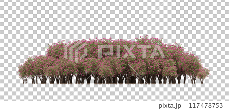 group of trees isolated on a transparent background, big trees in the forest, 3D illustration, cg render group of trees isolated on a transparent background, big trees in the forest, 3D illustration, cg render 117478753