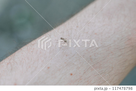 macro photo Mosquito, carrier of dengue fever, Zika virus 117478798